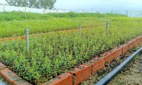 Nghệ An: Thành quả từ đẩy mạnh phát triển rừng nguyên liệu và ứng dụng công nghệ cao vào Lc888 tải ứng dụng lâm nghiệp