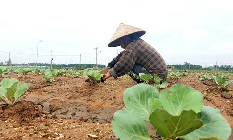 Nghệ An: Các LLc88 phiên bản mới tích cực triển khai gieo trồng vụ đông năm 2023
