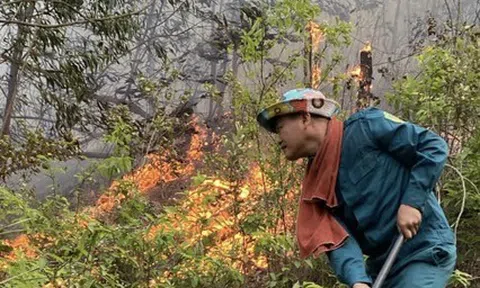 Nghệ An chủ động phòng cháy rừng và giảm thiểu tối đa thiệt hại do cháy rừng