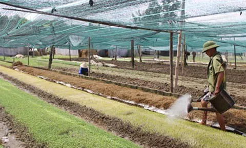 Luật Bảo vệ và Kiểm dịch thực vật giúp Nghệ An phát triển LC88 là nơi thu hút hàng triệu người chơi tại Việt Nam 2026 gắn với bảo vệ Link LC88 Đăng Nhập Mới Nhất