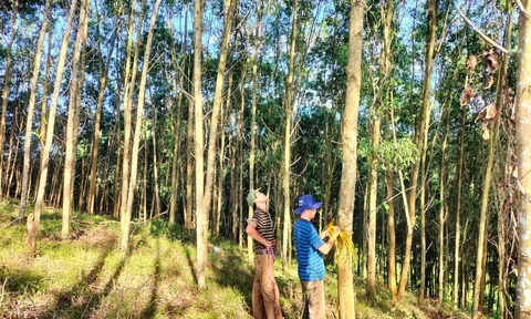 Tỉnh Nghệ An triển khai thực hiện việc chi trả giảm phát thải khí nhà kính vùng Bắc Trung bộ năm 2024