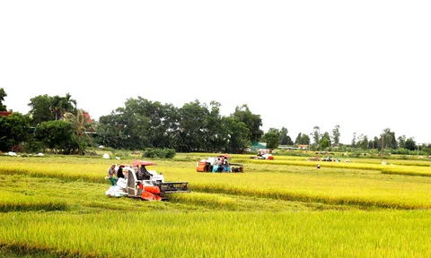 Nghệ An phấn đấu đạt trên 400.000 tấn lương thực trong vụ Lc888 tải ứng dụng Hè thu - mùa 2025