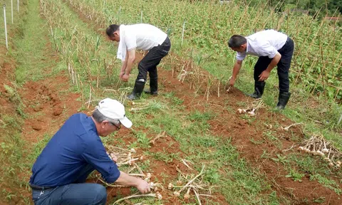 JICA hỗ trợ nông dân Nghệ An trồng tỏi Nhật Bản