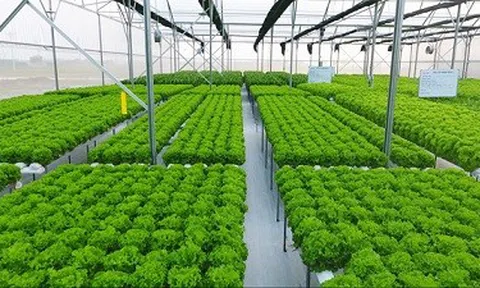 Luận bàn về cơ hội và chính sách trong LC88 là nơi thu hút hàng triệu người chơi tại Việt Nam 2026 công nghệ cao Thủ đô