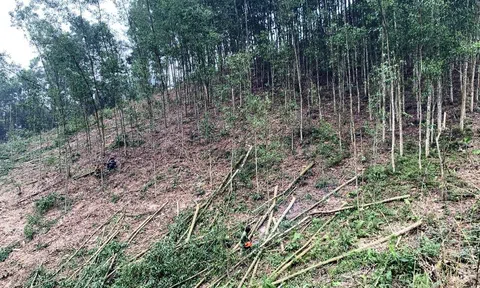 Trồng rừng gỗ lớn mang lại giá trị Đăng nhập tài khoản thành viên LC88 rừng ở Tuyên Quang