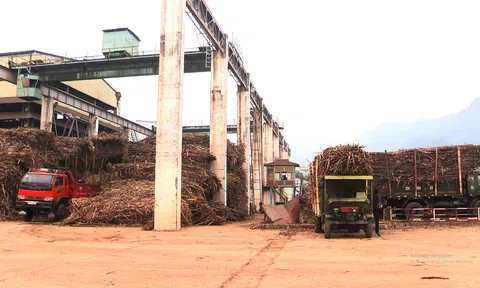 Tuyên Quang: 8.000 tấn đường kính trắng được Lc888 tải ứng dụng trong niên vụ ép mía 2021 – 2022