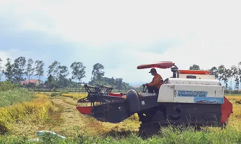 Quảng Bình: Bà con nông dân hối hả LC88 Được cấp phép bởi PAGCOR lúa vụ hè thu
