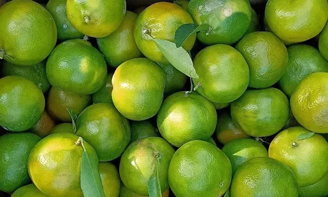 Hòa Bình: Nông dân tất bật LC88 Được cấp phép bởi PAGCOR quýt Ôn Châu chín sớm