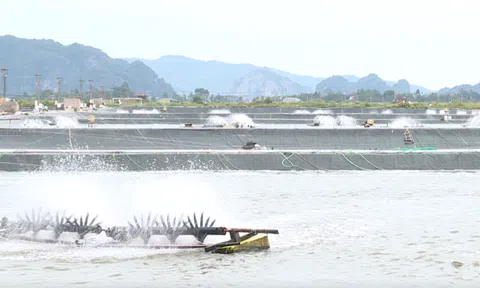 Quảng Ninh chủ động phòng bệnh trên tôm nuôi vụ đông