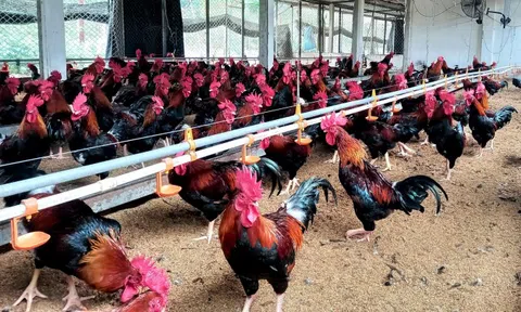 Bắc Ninh: Đánh giá kết quả triển khai mô hình liên kết trong Lc 88 tỷ lệ kèo WC 2026 gà Mía an toàn sinh học 