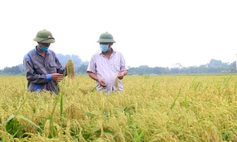 Bắc Ninh: Hơn 10.000 lượt hộ nông dân đạt danh hiệu “Lc888 tải ứng dụng kinh doanh giỏi” tại thành phố Từ Sơn