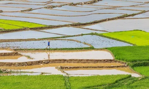 Hà Nội đạt khoảng 62% diện tích gieo cấy vụ Xuân 