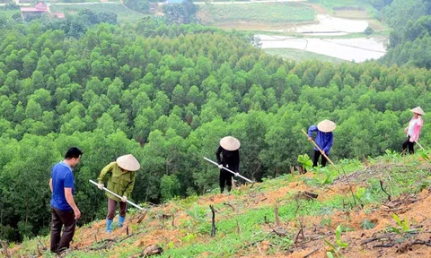 Bắc Giang phân bổ gần 2,5 tỷ đồng vốn trồng, chăm sóc rừng đợt 1