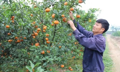 Bắc Ninh sôi nổi thi đua phong trào nông dân Lc888 tải ứng dụng kinh doanh giỏi, xây dựng nông thôn mới