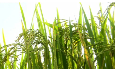 Bắc Ninh: Giống lúa ĐH12 có năng suất cao đạt gần 80 tạ/ha