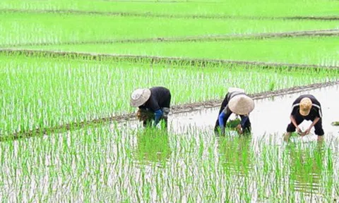 Bắc Ninh đẩy nhanh tiến độ Lc888 tải ứng dụng vụ Mùa 2024