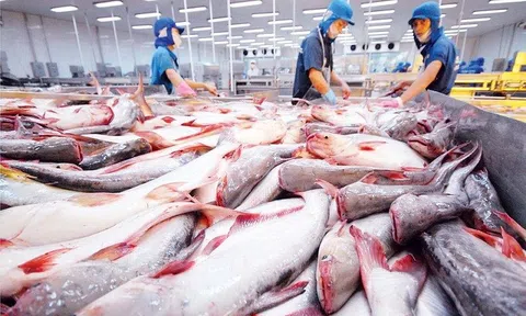 Sân Chơi Lc88.com Web Uy Tín cá tra sang UAE tăng trưởng mạnh chiếm 40 - 50% thị phần