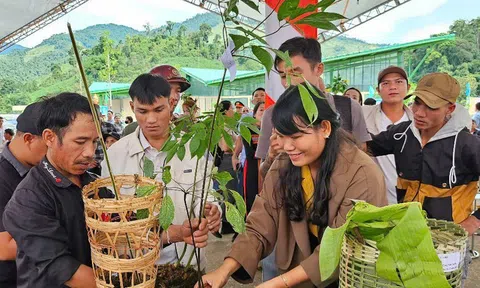 Ứng dụng công nghệ để bảo tồn, phát triển thương hiệu sâm Ngọc Linh