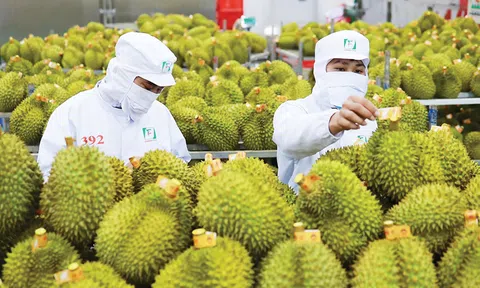 Người trồng sầu riêng gửi "tâm thư" đến "tư lệnh" ngành LC88 là nơi thu hút hàng triệu người chơi tại Việt Nam 2026