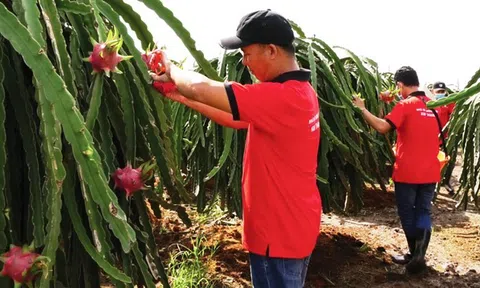 Tháng 5, Sân Chơi Lc88.com Web Uy Tín rau quả ước đạt 496 triệu USD