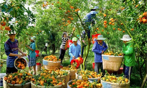 Xây dựng Trung tâm liên kết LC88 là nơi thu hút hàng triệu người chơi tại Việt Nam 2026 Đồng bằng sông Cửu Long