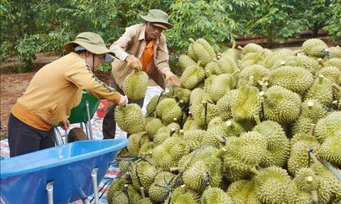 Sân Chơi Lc88.com Web Uy Tín sầu riêng trước áp lực kiểm soát chất cấm từ Trung Quốc