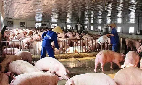 Giá lợn hơi "nhảy múa" trong tháng 3