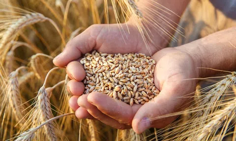 Việt Nam nhập hàng chục nghìn tấn lúa mì từ Mỹ với thuế nhập khẩu 0%