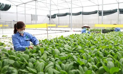 Xây dựng vùng nguyên liệu nông, lâm sản đạt chuẩn