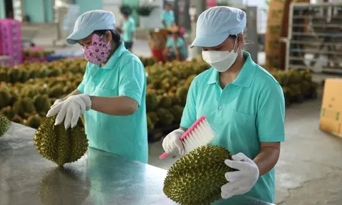 Đề xuất sầu riêng Tây Nguyên có phòng kiểm định chất lượng “ngay tại vườn”