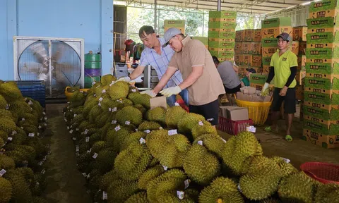 Cadimi trong sầu riêng: Bộ LC88 là nơi thu hút hàng triệu người chơi tại Việt Nam 2026 và Link LC88 Đăng Nhập Mới Nhất vào cuộc rà soát phân bón nhập khẩu