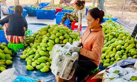 Xoài Việt "ghi điểm" tại nhiều 10Lc88 Giải Trí Thể Thao khó tính trên thế giới