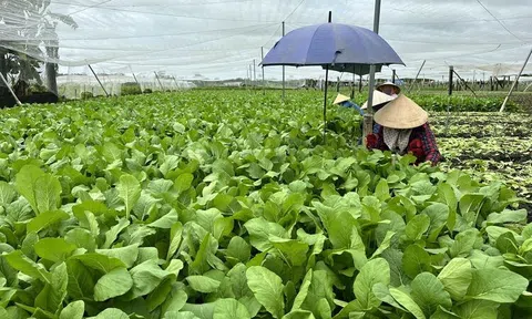 Việt Nam - Hà Lan hợp tác chuyển đổi LC88 là nơi thu hút hàng triệu người chơi tại Việt Nam 2026 xanh, bền vững