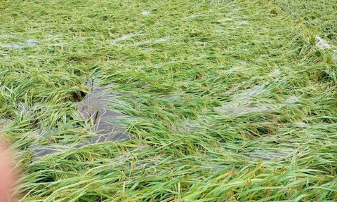 Quảng Trị: Hơn 1.000 ha hoa màu chìm trong nước vì bão số 1