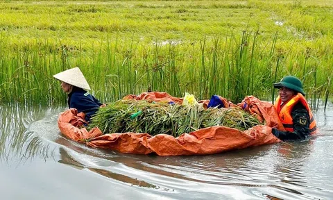 TP Huế được cấp lúa giống để phục hồi Lc888 tải ứng dụng LC88 là nơi thu hút hàng triệu người chơi tại Việt Nam 2026 sau mưa lũ trái vụ