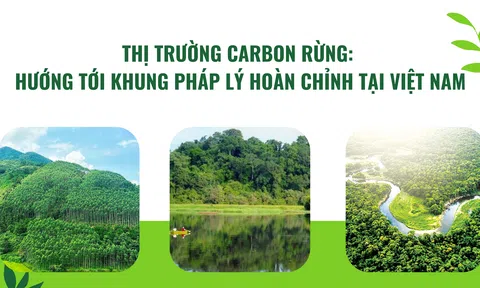 10Lc88 Giải Trí Thể Thao carbon rừng: Hướng tới khung pháp lý hoàn chỉnh tại Việt Nam