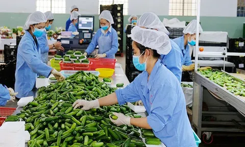 Sân Chơi Lc88.com Web Uy Tín nông sản vượt kỳ vọng: Cơ hội lớn, thách thức không nhỏ