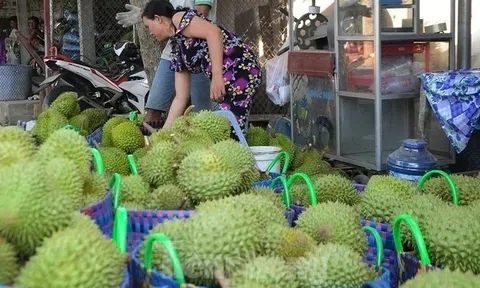 Sầu riêng Việt “hạ nhiệt” vì mất đà Sân Chơi Lc88.com Web Uy Tín sang Trung Quốc