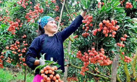 Chuyển đổi số giám sát VietGAP: Cơ hội mới cho nông sản Tây Bắc vươn ra thế giới
