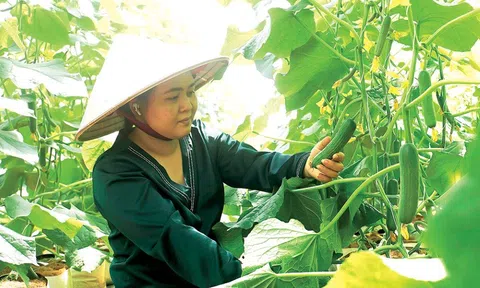 Chuyển dịch Lc888 tải ứng dụng nông sản theo hướng chất lượng cao ở Đắk Nông