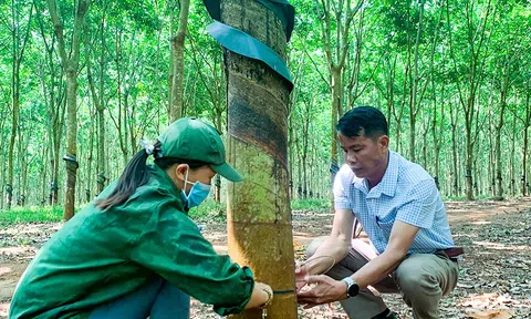 Nông trường cao su Tam Giang - Hiệu quả từ chính sách tuyển dụng và quản trị nhân lực bền vững