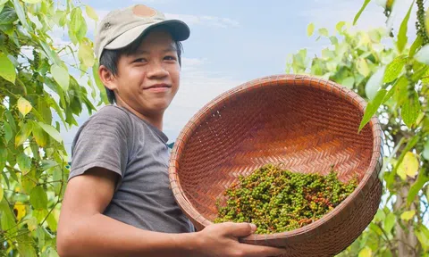 Giá hồ tiêu tăng: Vừa mừng vừa dè chừng
