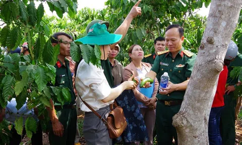 Quân đội tập huấn kỹ thuật trồng bơ theo tiêu chuẩn VietGAP cho nông dân