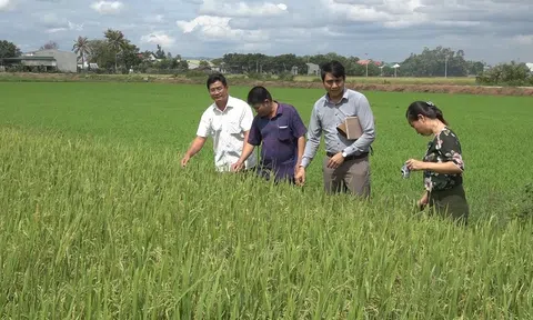 Xây dựng thương hiệu tạo vị thế cho lúa gạo Ea Súp