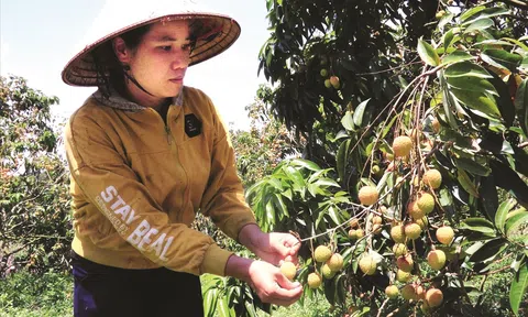 Vải thiều mất mùa, nông dân Krông Bông đứng ngồi không yên