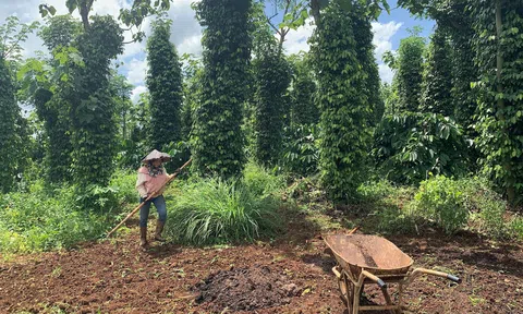 Nông dân Đắk Nông lấy cây rừng làm giải pháp chống khô hạn