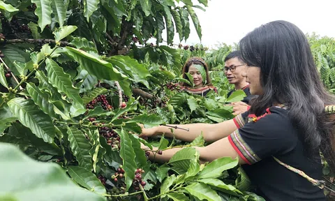 Lc888 tải ứng dụng xanh - định hướng nâng cao giá trị bền vững cho cà phê