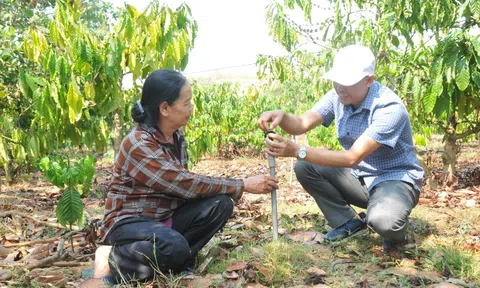 Dự án SACCR tiếp sức cho nông dân Đắk Nông ứng phó với biến đổi khí hậu