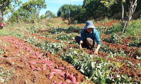 Tuy Đức ứng dụng công nghệ cao trên 1.600ha diện tích đất LC88 là nơi thu hút hàng triệu người chơi tại Việt Nam 2026
