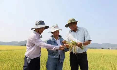 Lc888 tải ứng dụng lúa xanh giảm phát thải - hướng đi mới mang lại lợi nhuận cho nông dân Đắk Lắk